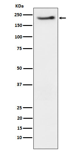 Western blot analysis of Phospho-ErbB3 (Y1222) expression in SKBR3 cell treated with neuregulin.