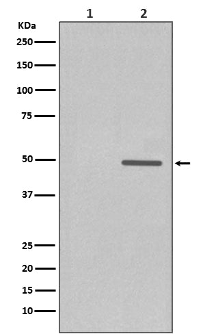Western blot analysis of Phospho-Cyclin E1 (T77) expression in (1) JAR cell treated with Lambda Phosphatase lysate; (2) JAR cell lysate.