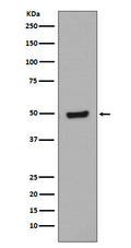 Western blot analysis of Phospho-GATA3 (S308) Jurkat cell lysate treated with Bromo-cAMP.