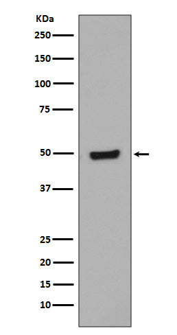 Western blot analysis of Phospho-GATA3 (S308) Jurkat cell lysate treated with Bromo-cAMP.