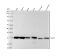 Anti-Phospho-Hsp27 (S82) HSPB1 Rabbit Monoclonal Antibody