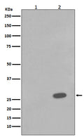 Western blot analysis of Phospho-Hsp27 (S78) expression in (1) A431 cell lysate; (2) A431 cell lysate treated with Anisomycin.