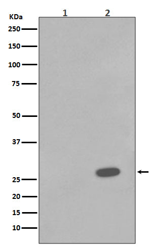 Western blot analysis of Phospho-Hsp27 (S78) expression in (1) A431 cell lysate; (2) A431 cell lysate treated with Anisomycin.