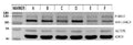 Anti-Phospho-IRE1 (S724) ERN1 Rabbit Monoclonal Antibody