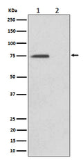 Western blot analysis of Phospho-eIF4B (S406) expression in (1) HeLa cell lysate; (2) HeLa cell treated with Alkaline Phosphatase lysate.