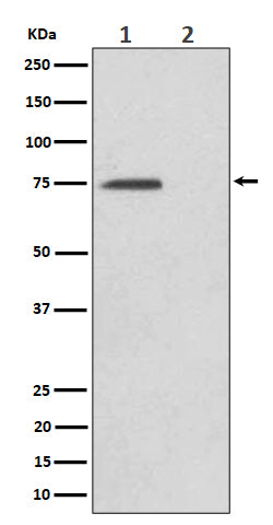 Western blot analysis of Phospho-eIF4B (S406) expression in (1) HeLa cell lysate; (2) HeLa cell treated with Alkaline Phosphatase lysate.