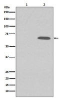 Western blot analysis of Phospho-AMPK alpha 1 (S496) expression in (1) 293T cell lysate treated with LP; (2) 293T cell lysate.