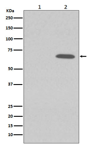 Western blot analysis of Phospho-AMPK alpha 1 (S496) expression in (1) 293T cell lysate treated with LP; (2) 293T cell lysate.