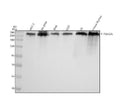 Anti-Phospho-POLR2A (S2) Rabbit Monoclonal Antibody