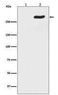 Western blot analysis of Phospho-POLR2A (S5) expression in (1) HeLa cell lysate treated with Lambda Phosphatase; (2) HeLa cell lysate.