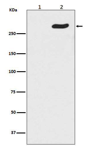 Western blot analysis of Phospho-POLR2A (S5) expression in (1) HeLa cell lysate treated with Lambda Phosphatase; (2) HeLa cell lysate.