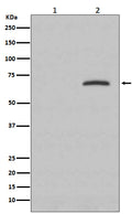 Western blot analysis of Phospho-Paxillin (Y118) expression in (1) HeLa cell lysate; (2) HeLa cell treated with pervanadate.