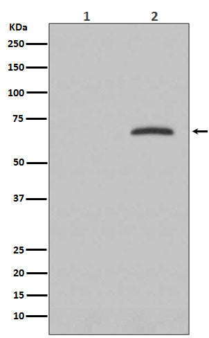 Western blot analysis of Phospho-Paxillin (Y118) expression in (1) HeLa cell lysate; (2) HeLa cell treated with pervanadate.