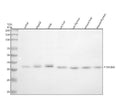 Anti-Phospho-IKB alpha (S32) NFKBIA Rabbit Monoclonal Antibody