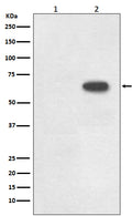 Western blot analysis of Phospho-Cdc6 (S54) expression in (1) Raji cell lysate; (2) Raji + FBS cell lysate.