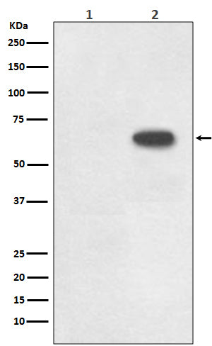 Western blot analysis of Phospho-Cdc6 (S54) expression in (1) Raji cell lysate; (2) Raji + FBS cell lysate.