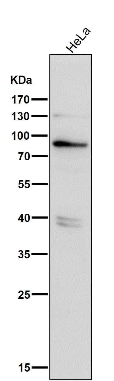 All lanes use the Antibody at 1:3K dilution for 1 hour at room temperature.