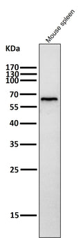 All lanes use the Antibody at 1:4K dilution for 1 hour at room temperature.