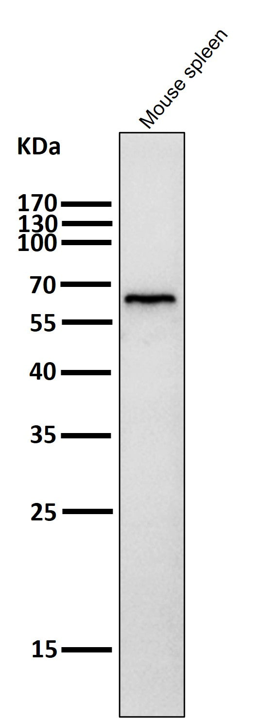 All lanes use the Antibody at 1:4K dilution for 1 hour at room temperature.