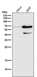 All lanes use the Antibody at 1:500 dilution for 1 hour at room temperature.