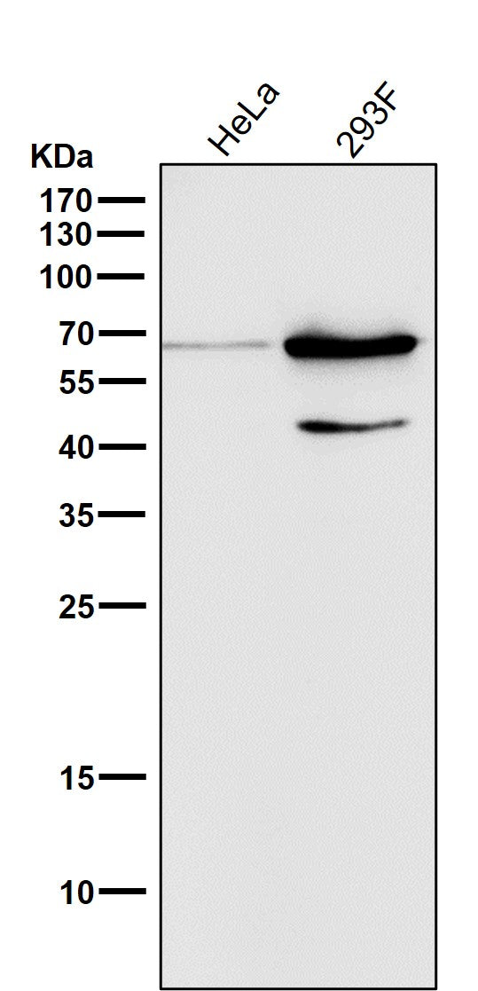 All lanes use the Antibody at 1:500 dilution for 1 hour at room temperature.
