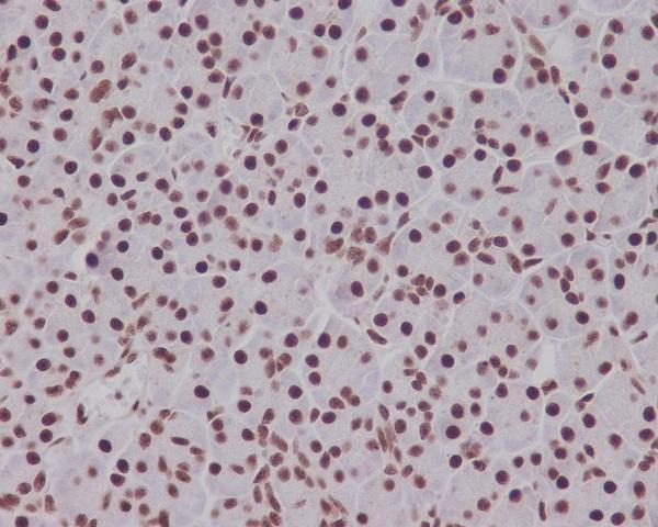 Anti-Phospho-Smad5 (S463/465) Rabbit Monoclonal Antibody