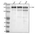 Anti-Phospho-Met (c-Met) (Y1349) Rabbit Monoclonal Antibody