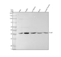 Anti-Phospho-LAT (Y191) Rabbit Monoclonal Antibody