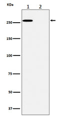 Western blot analysis of Phospho-ACC(S80)  expression in (1) A431 cell lysate; (2) A431 cell treated with lambda phosphatase lysate.