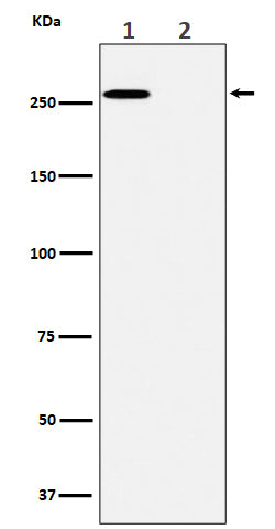 Western blot analysis of Phospho-ACC(S80)  expression in (1) A431 cell lysate; (2) A431 cell treated with lambda phosphatase lysate.