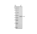 Anti-Phospho-c-Jun (T91) Rabbit Monoclonal Antibody
