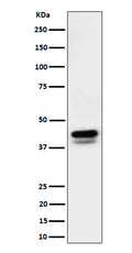 Western blot analysis of Phospho-c-Jun (S73)+JunD (S100) expression in RAW 264.7 cell lysate.