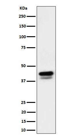 Western blot analysis of Phospho-c-Jun (S73)+JunD (S100) expression in RAW 264.7 cell lysate.
