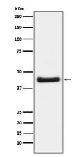 Western blot analysis of c-Jun phosphorylation expression in NIH/3T3 cell lysate treated with Anisomycin.