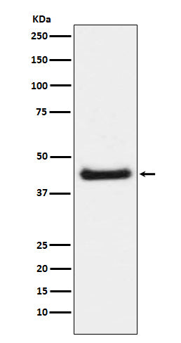 Western blot analysis of c-Jun phosphorylation expression in NIH/3T3 cell lysate treated with Anisomycin.
