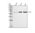 Anti-Phospho-RPA2 (T21) Rabbit Monoclonal Antibody
