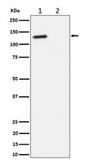 Western blot analysis of Phospho-p130(T986) expression in (1) Jurkat cell lysate; (2) Jurkat cell treated with phosphatase lysate.
