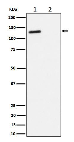 Western blot analysis of Phospho-p130(T986) expression in (1) Jurkat cell lysate; (2) Jurkat cell treated with phosphatase lysate.