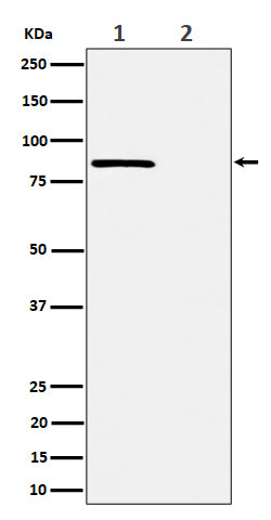 Western blot analysis of Phospho-Rad17 (S656) expression in (1) HeLa cell treated with CA lysate; (2) HeLa cell lysate.