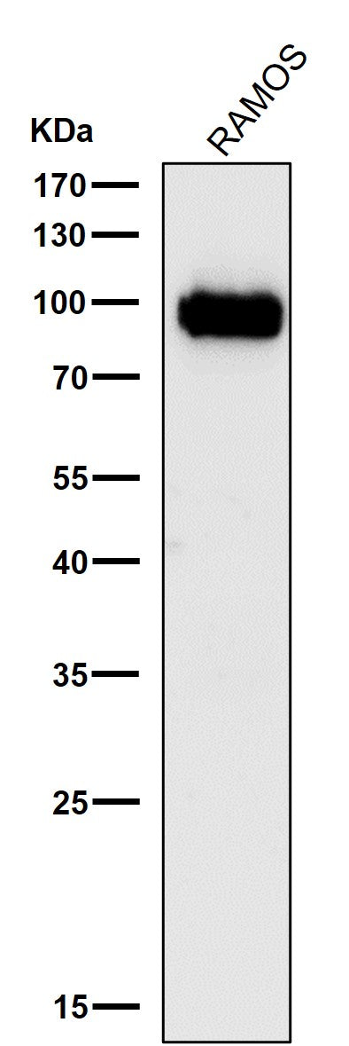 All lanes use the Antibody at 1:3K dilution for 1 hour at room temperature.