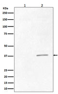 Western blot analysis of Phospho-CrkII (Tyr221) expression in (1) K562 cell lysate treated with AP; (2) K562 cell lysate.