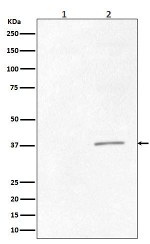 Western blot analysis of Phospho-CrkII (Tyr221) expression in (1) K562 cell lysate treated with AP; (2) K562 cell lysate.