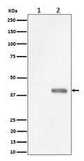Western blot analysis of Phospho-PBK/TOPK (Thr9) expression in (1) HeLa cell lysate; (2) HeLa cell treated with Nocodazole lysate.