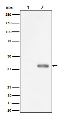 Western blot analysis of Phospho-PBK/TOPK (Thr9) expression in (1) HeLa cell lysate; (2) HeLa cell treated with Nocodazole lysate.