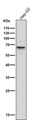 All lanes use the Antibody at 1:3K dilution for 1 hour at room temperature.