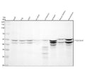 Anti-Phospho-GSK3 (alpha + beta) (Y216 + Y279) GSK3A Rabbit Monoclonal Antibody