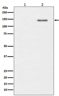 Western blot analysis of Phospho-SHIP (Y1020) expression in (1) Raji cell lysate; (2) Raji cell treated with pervanadate lysate.