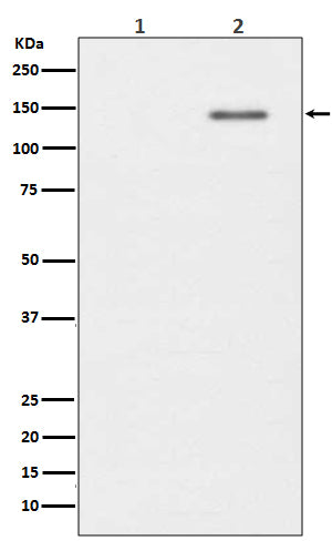 Western blot analysis of Phospho-SHIP (Y1020) expression in (1) Raji cell lysate; (2) Raji cell treated with pervanadate lysate.