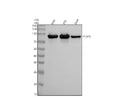 Anti-Phospho-Glycogen synthase 1 (S641) GYS1 Rabbit Monoclonal Antibody