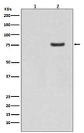 Western blot analysis of Phospho-Synapsin I (S9) expression in (1) Human brain lysate; (2) Human brain lysate treated with AP.